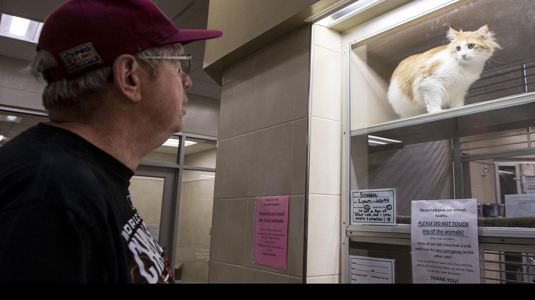 Dog Cat License Will Likely Rise By 2 A Year In Lincoln Local