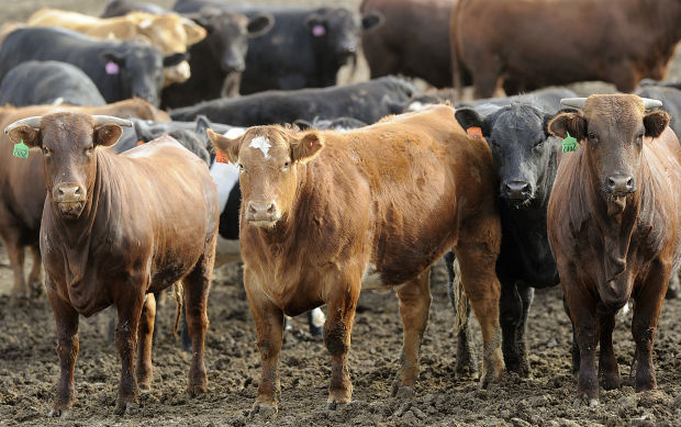 Briggs Feedyard