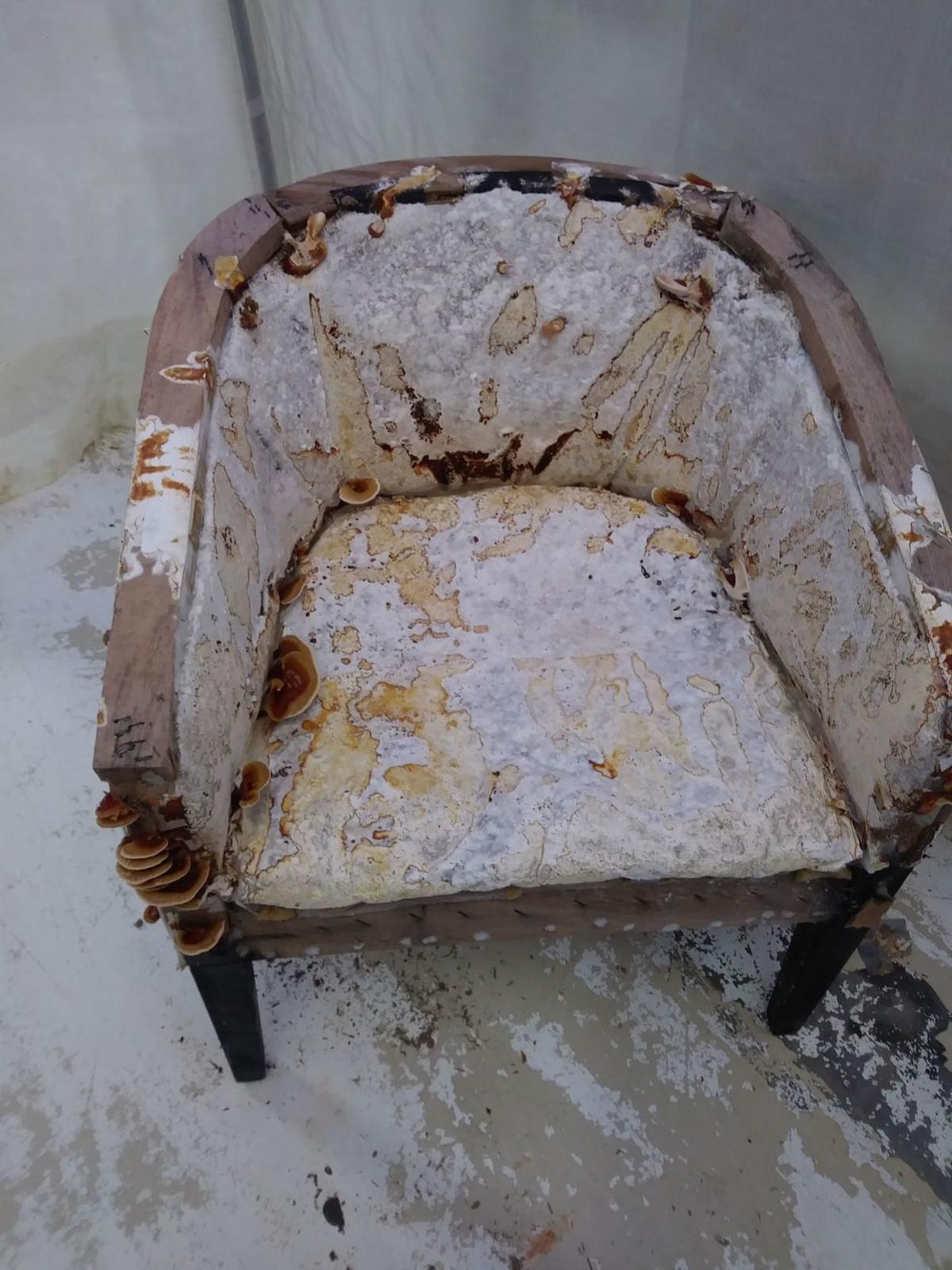 Fungi chair