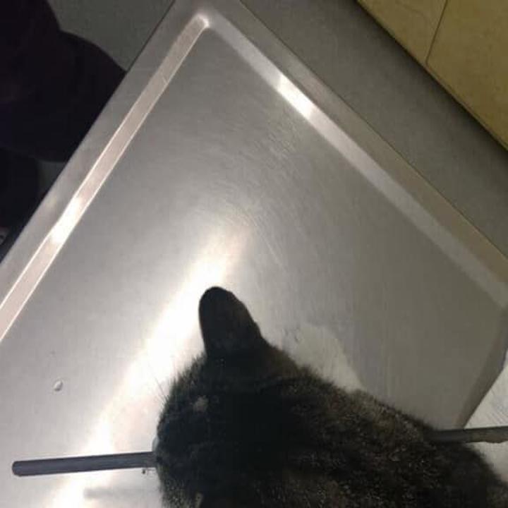 Cat Shot In Head With Arrow In Kenesaw Crime And Courts