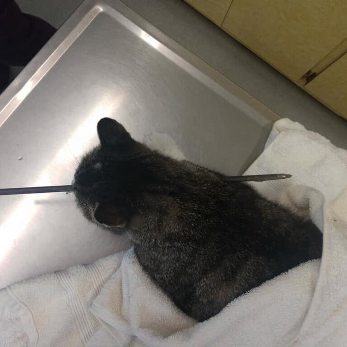 Cat Shot In Head With Arrow In Kenesaw Crime And Courts Journalstar Com