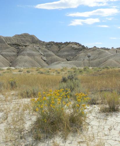 Wildflowers