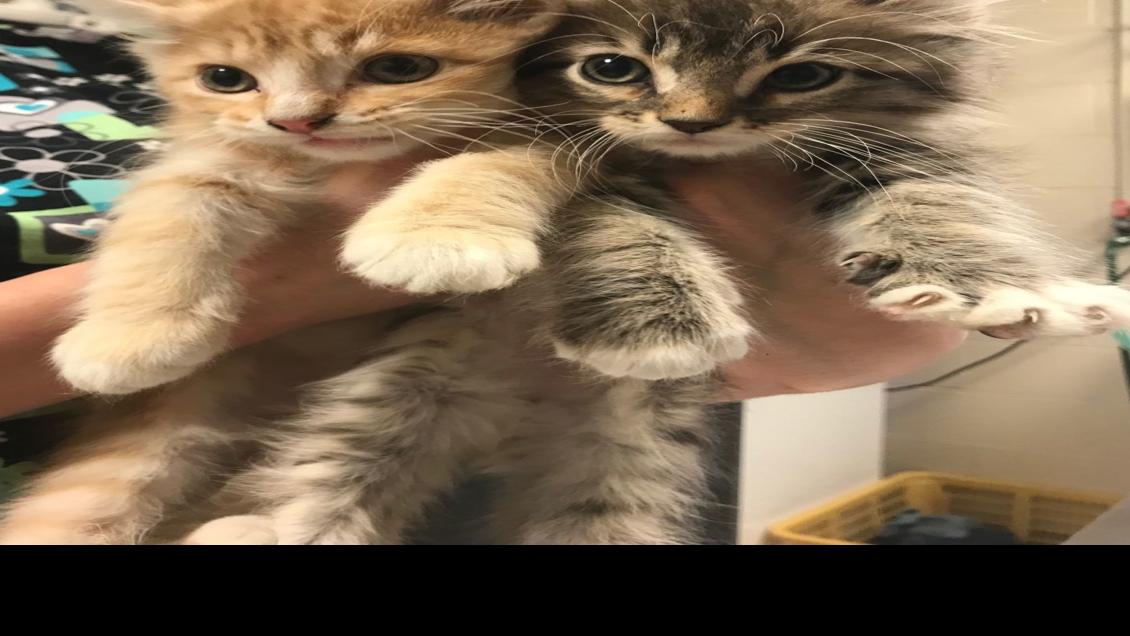 31 Cats Removed From Lincoln Home Some Test For Highly Contagious