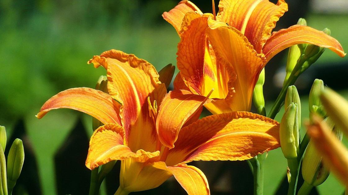 Sarah Browning: Picking right plants for right places | Home & Garden