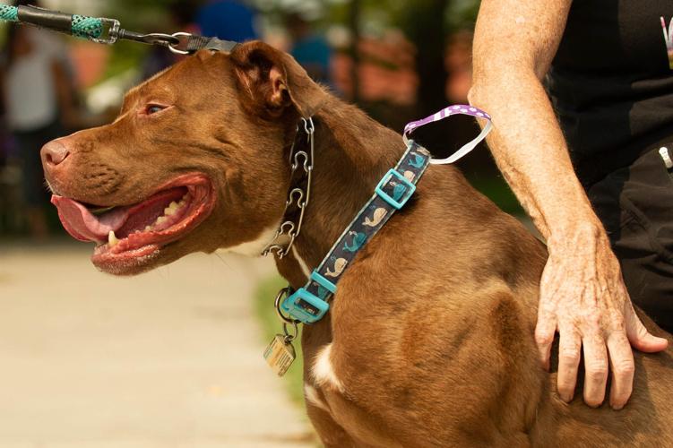 Husker DogFest, 08.11.2018