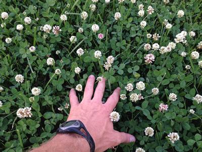 My Yard How To Maintain Your Lawn In Summer Heat Home And My Yard How To Maintain Your Lawn In Summer Heat Home And