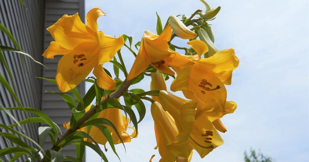 8-foot-tall lily is drawing second looks in Millard neighborhood | Garden & Landscape