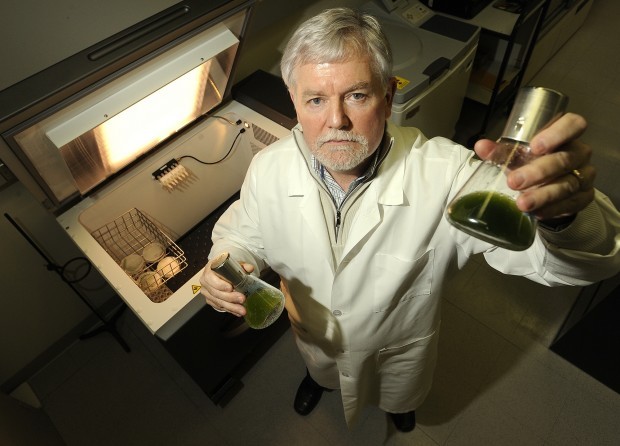 Genetically-modified algae