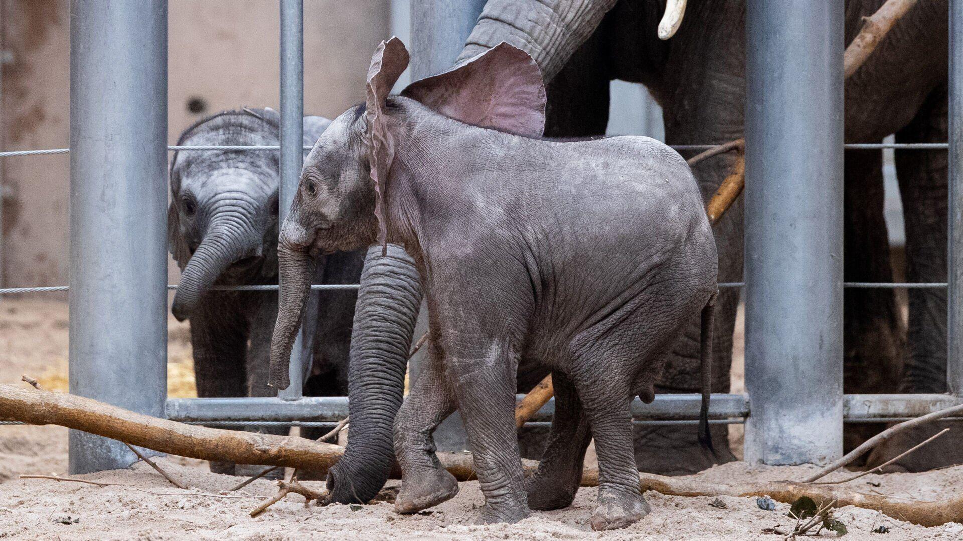 Omaha zoo expecting fourth baby elephant