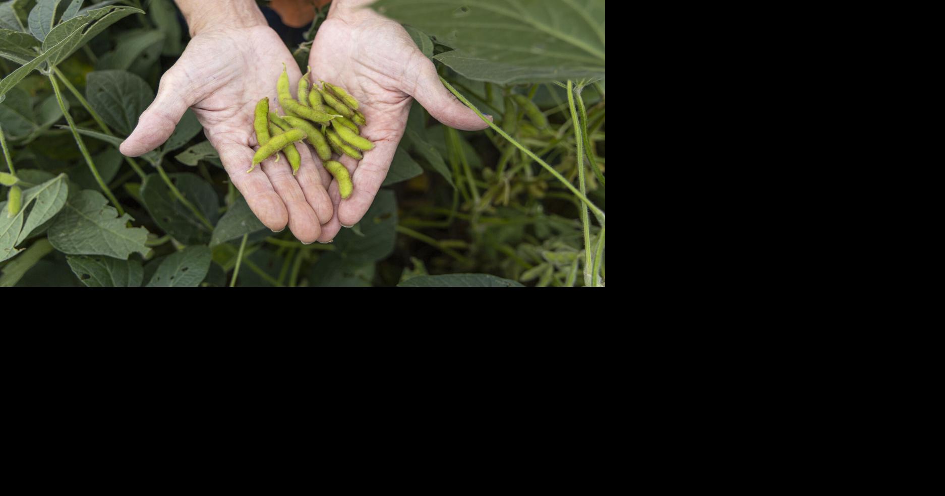 Farm and Food: You're holding a bad hand in a rigged game