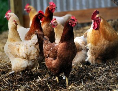 Hickman chickens