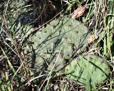 City's solution to endangered cacti: Build around them ...