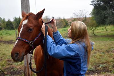 Horse