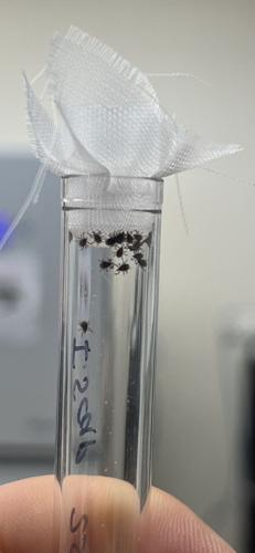 blacklegged ticks
