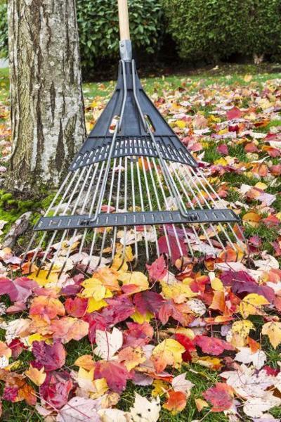 Raking leaves