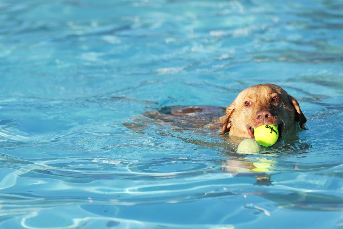Photos Dogs make a splash at Star City Shores