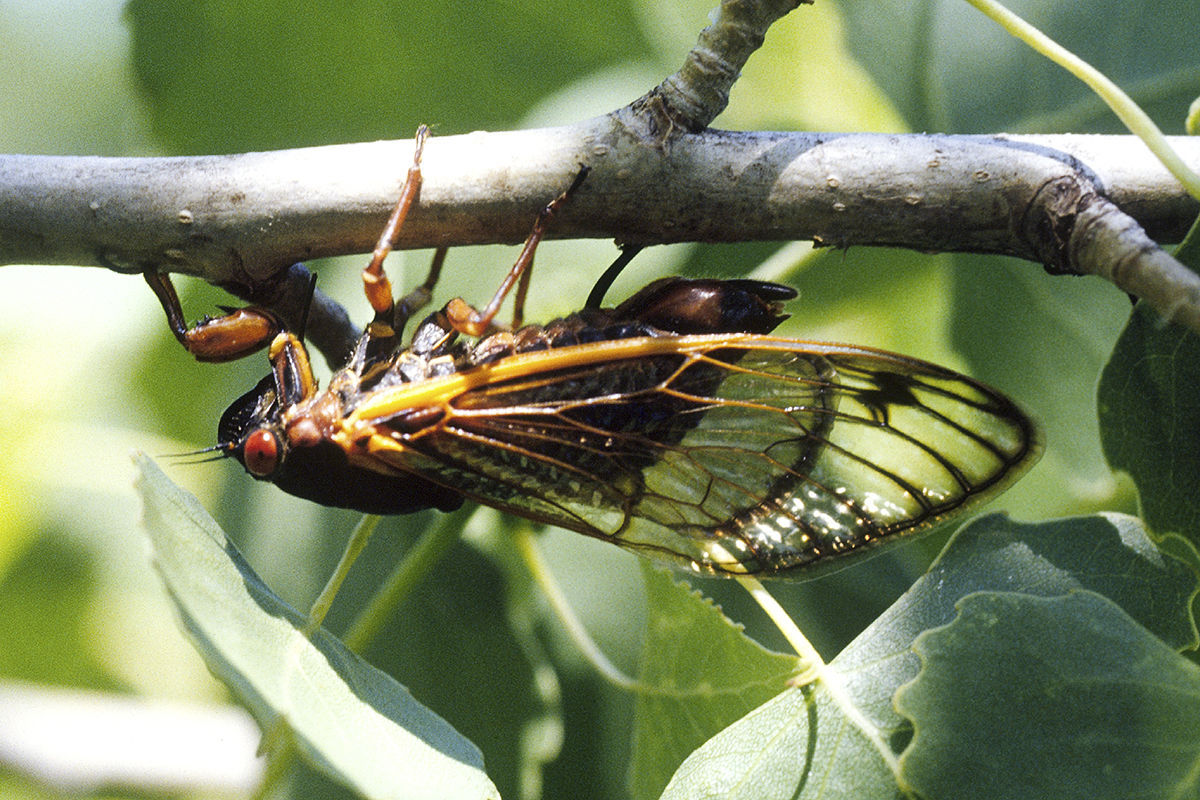 Cicada