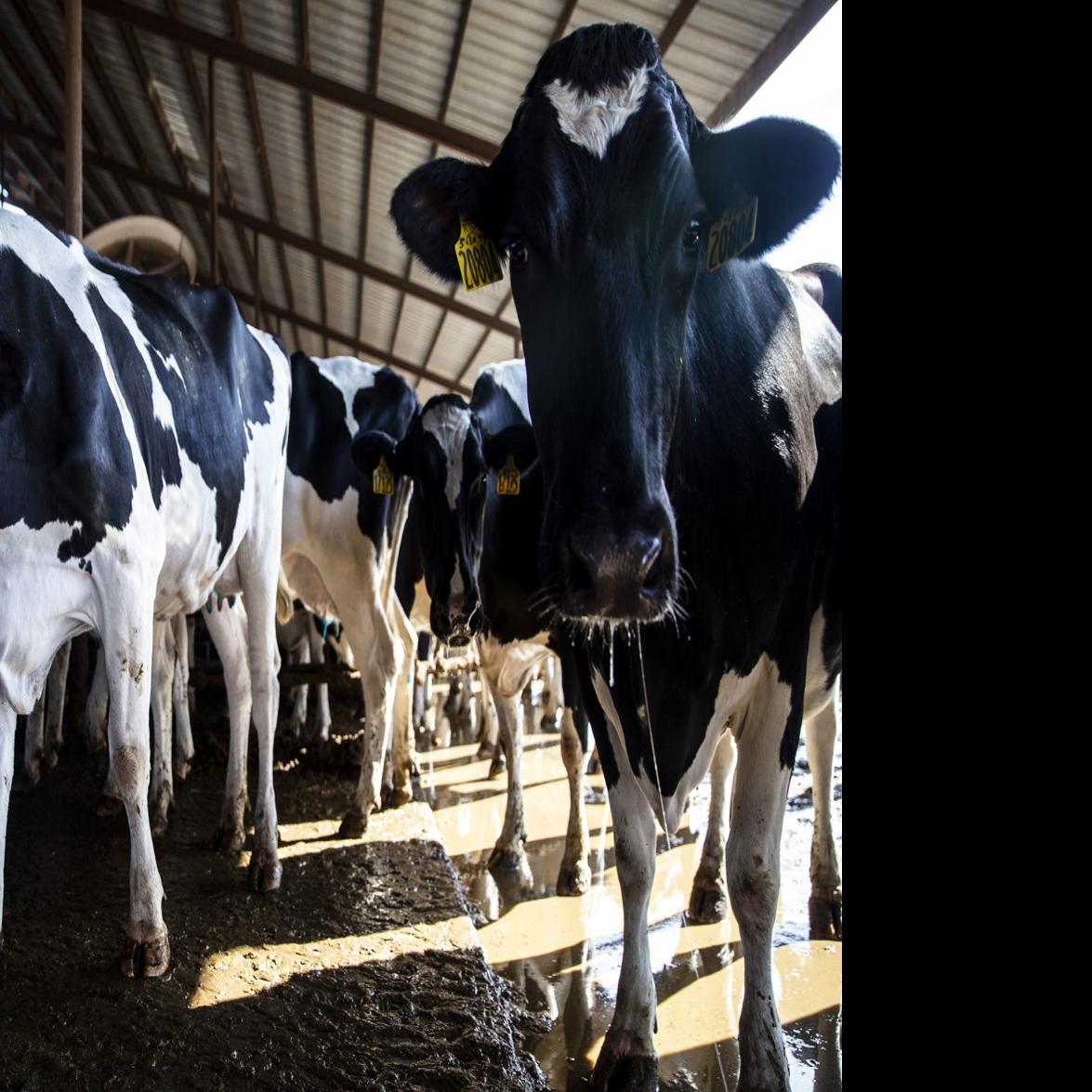 How Much The Trump Trade Agreement Would Help Nebraska Farmers Depends On Who You Ask Federal Government Journalstar Com