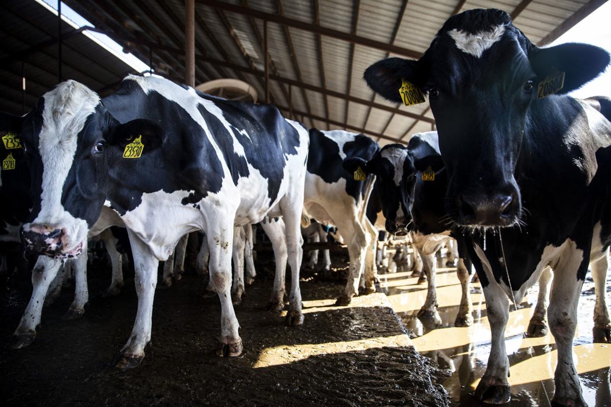 Dairy cows