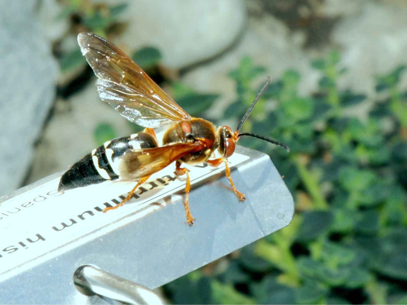 sylo insecticide for cicada killer wasp