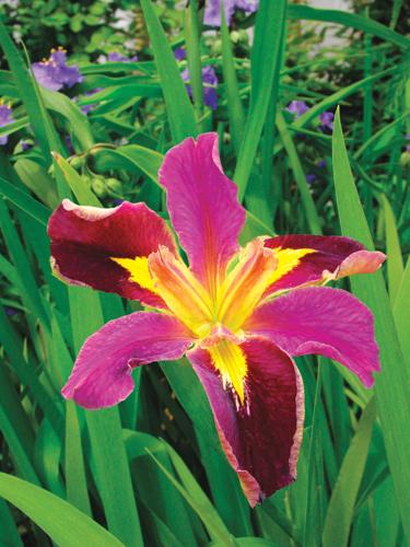 iris1