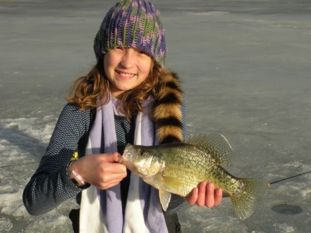Commission testing fast-growing hybrid crappie