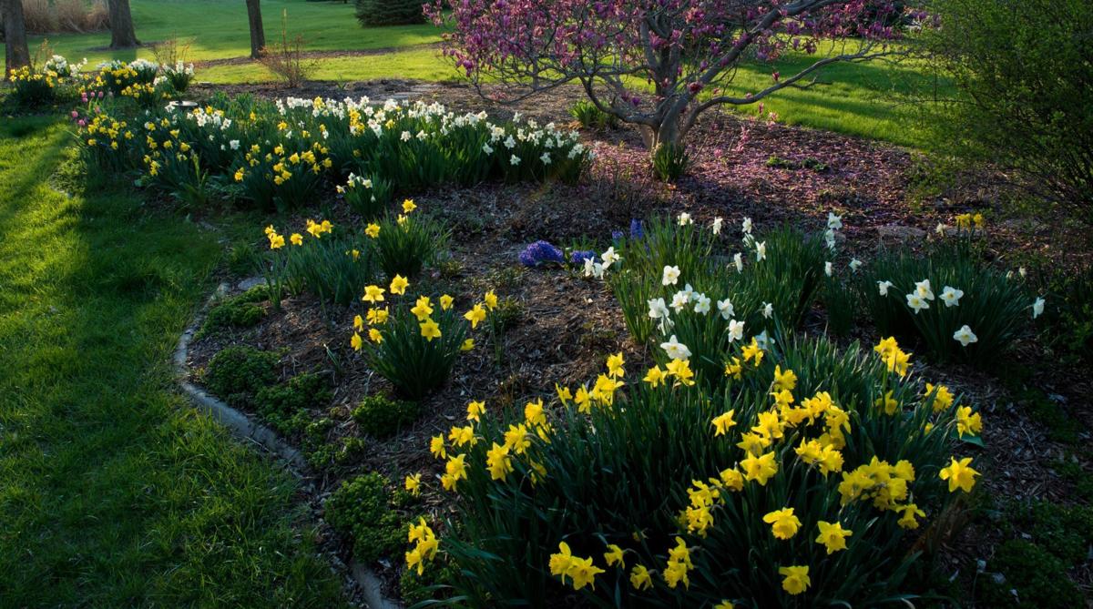 Narcissus in the author's garden