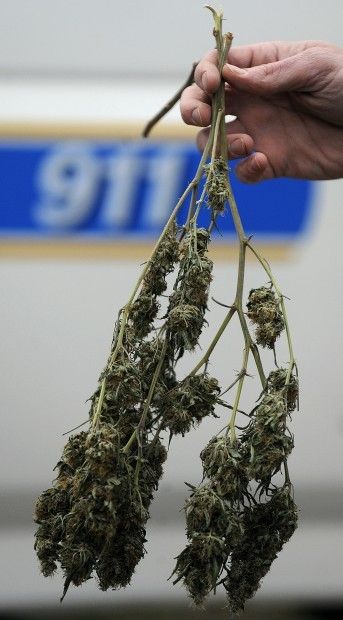 Marijuana