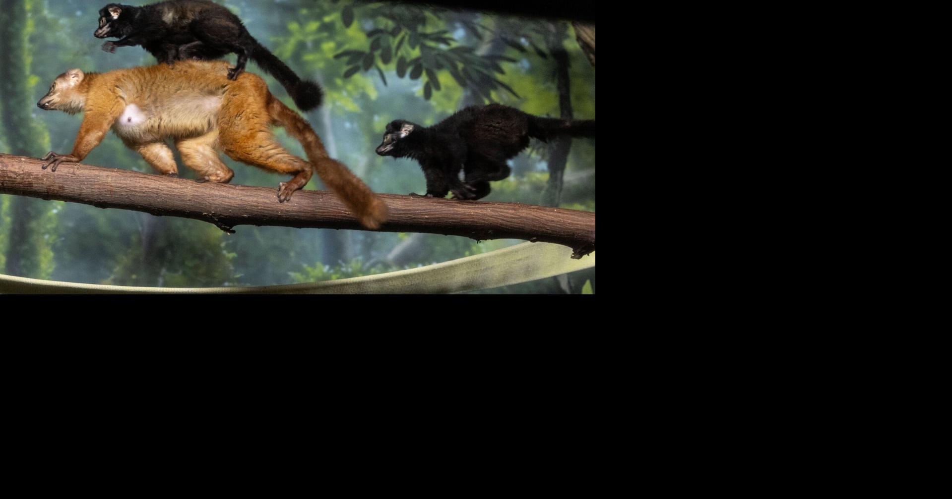Photos: Blue-eyed black lemur twins born at the Henry Doorly Zoo and Aquarium Chris Machian World-Herald Photographer Sep 10, 2026 Updated