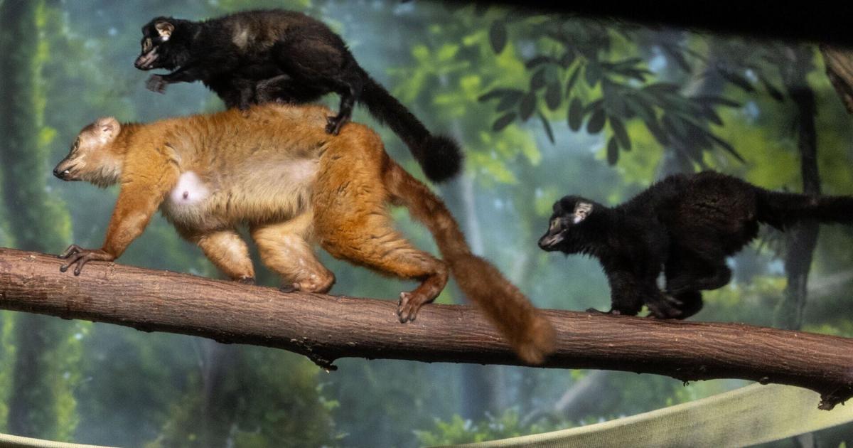 Photos: Blue-eyed black lemur twins born at the Henry Doorly Zoo and Aquarium Chris Machian World-Herald Photographer Sep 10, 2026 Updated