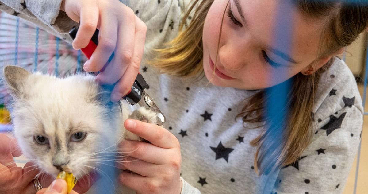 Kitten Kindergarten classes offered at Pieloch Center Kitten Kindergarten classes offered at Pieloch Center