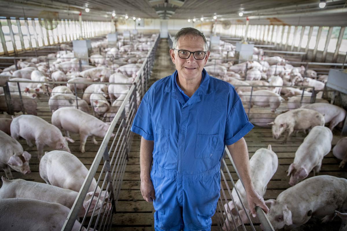 Farmers trying to find markets for their hogs — and save their livelihoods