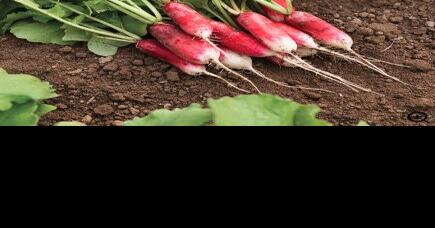 Sarah Browning: Picking the perfect vegetable seeds - Vimarsana News