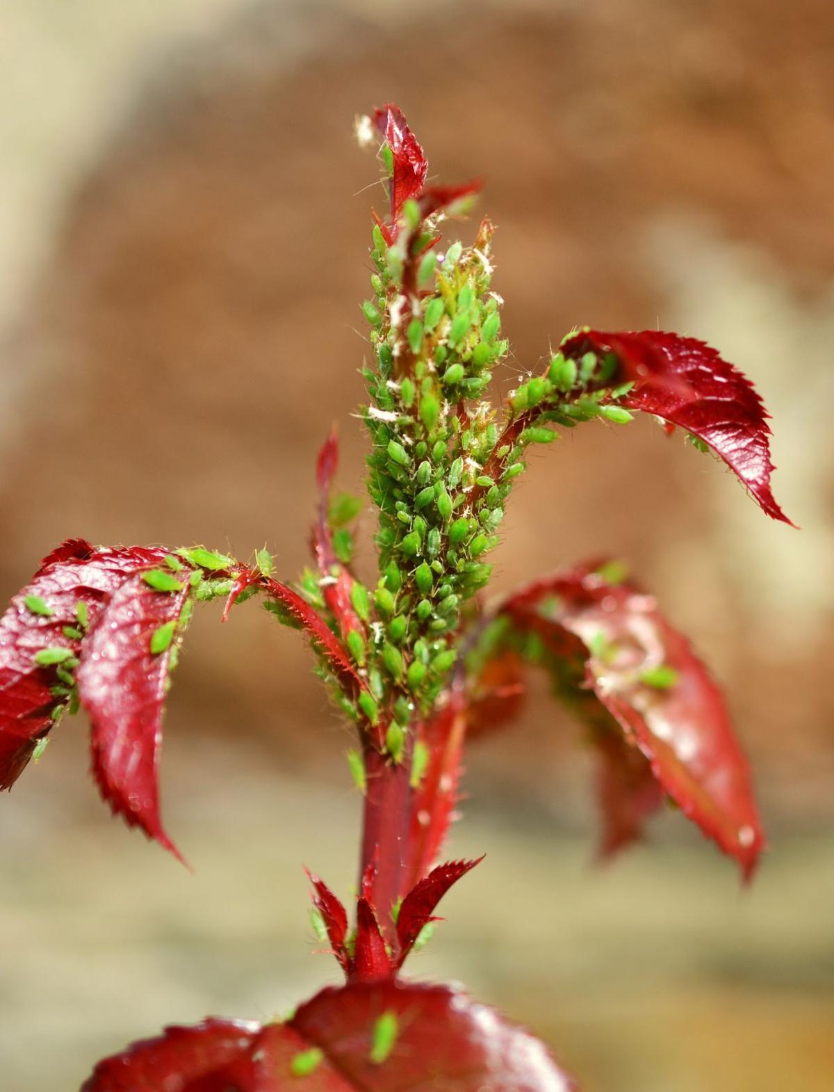 aphid2