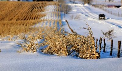 Snow corn