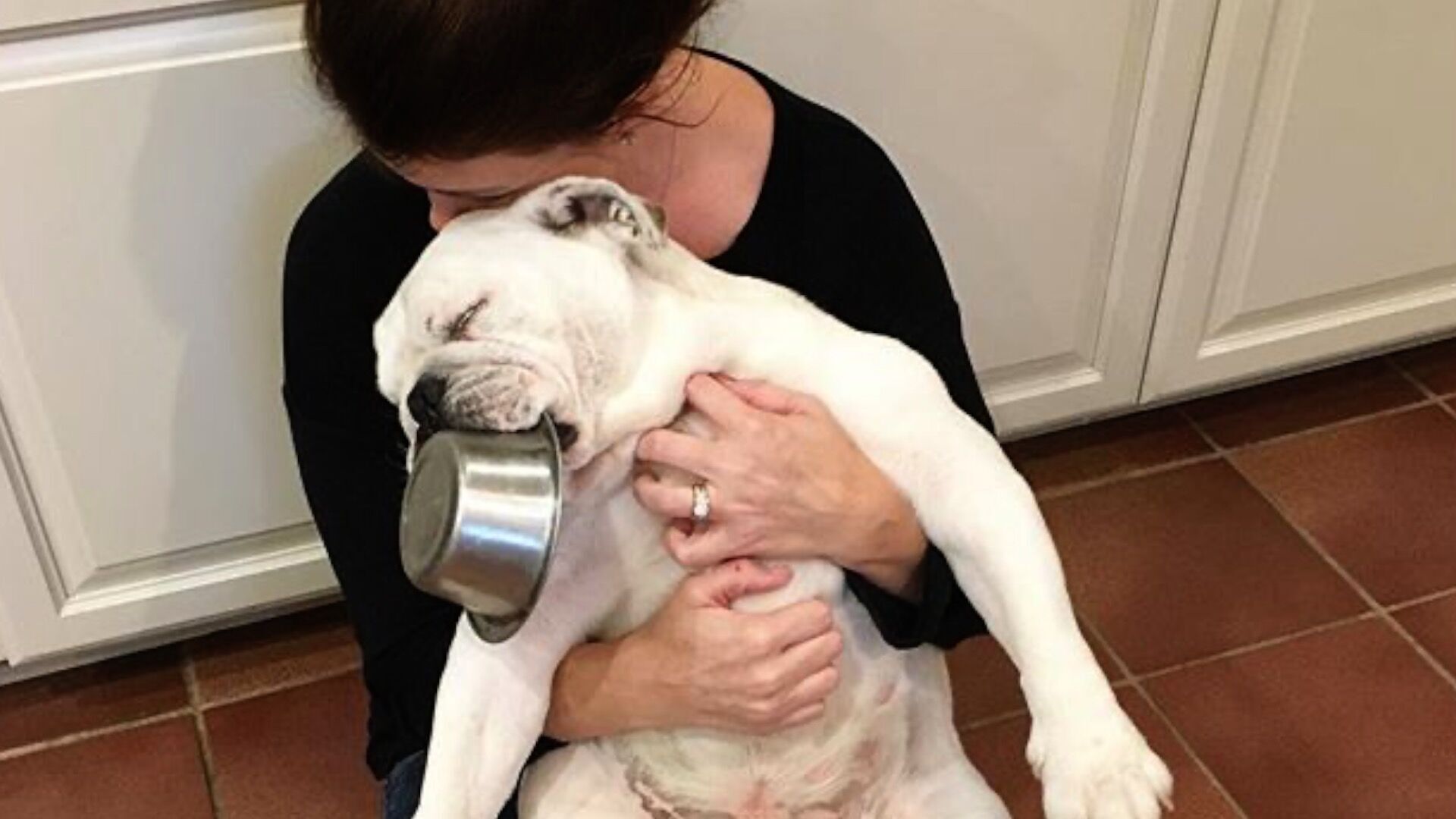 bulldog obsessed with metal bowls