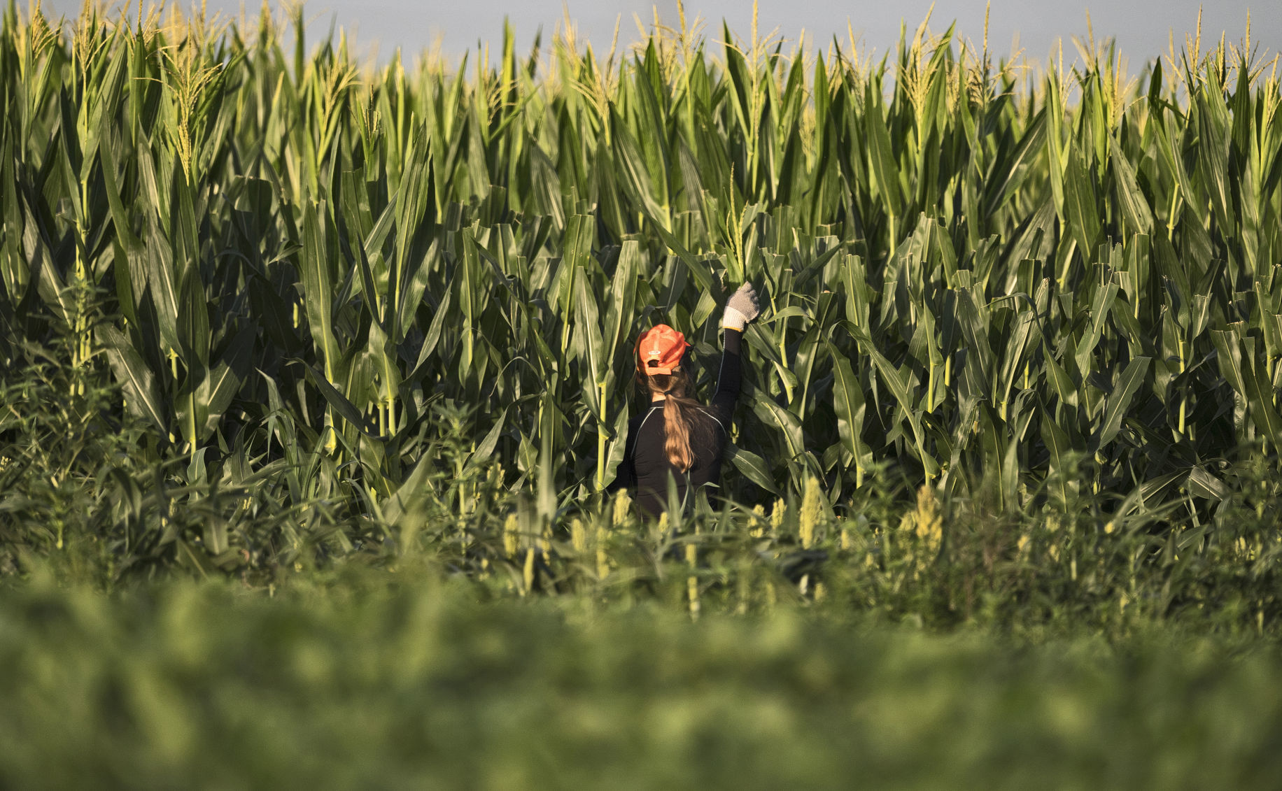 Photos Corn detasseling crews at work