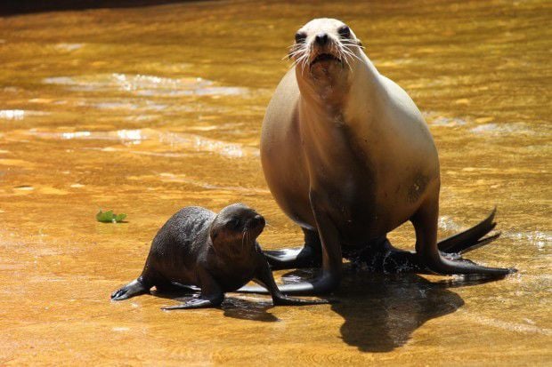 New sea lion pup born at Omaha zoo