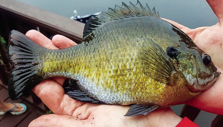 Bluegill action stays hot in the summer