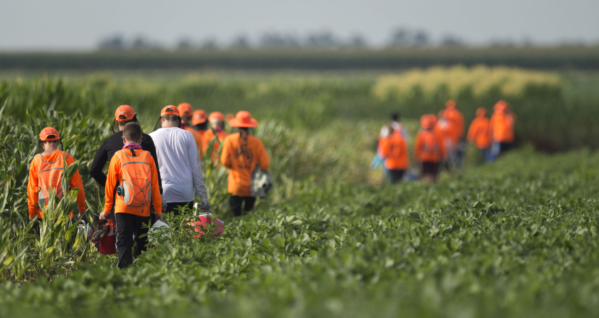 Photos Corn detasseling crews at work