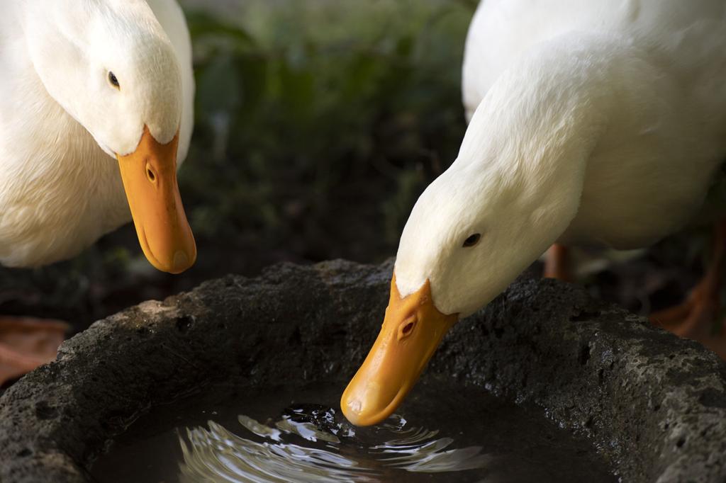 Meet Puddles And Waddles The Feathery Fledgling Instagram Stars Of Mohawk Street In Lincoln Local Journalstar Com