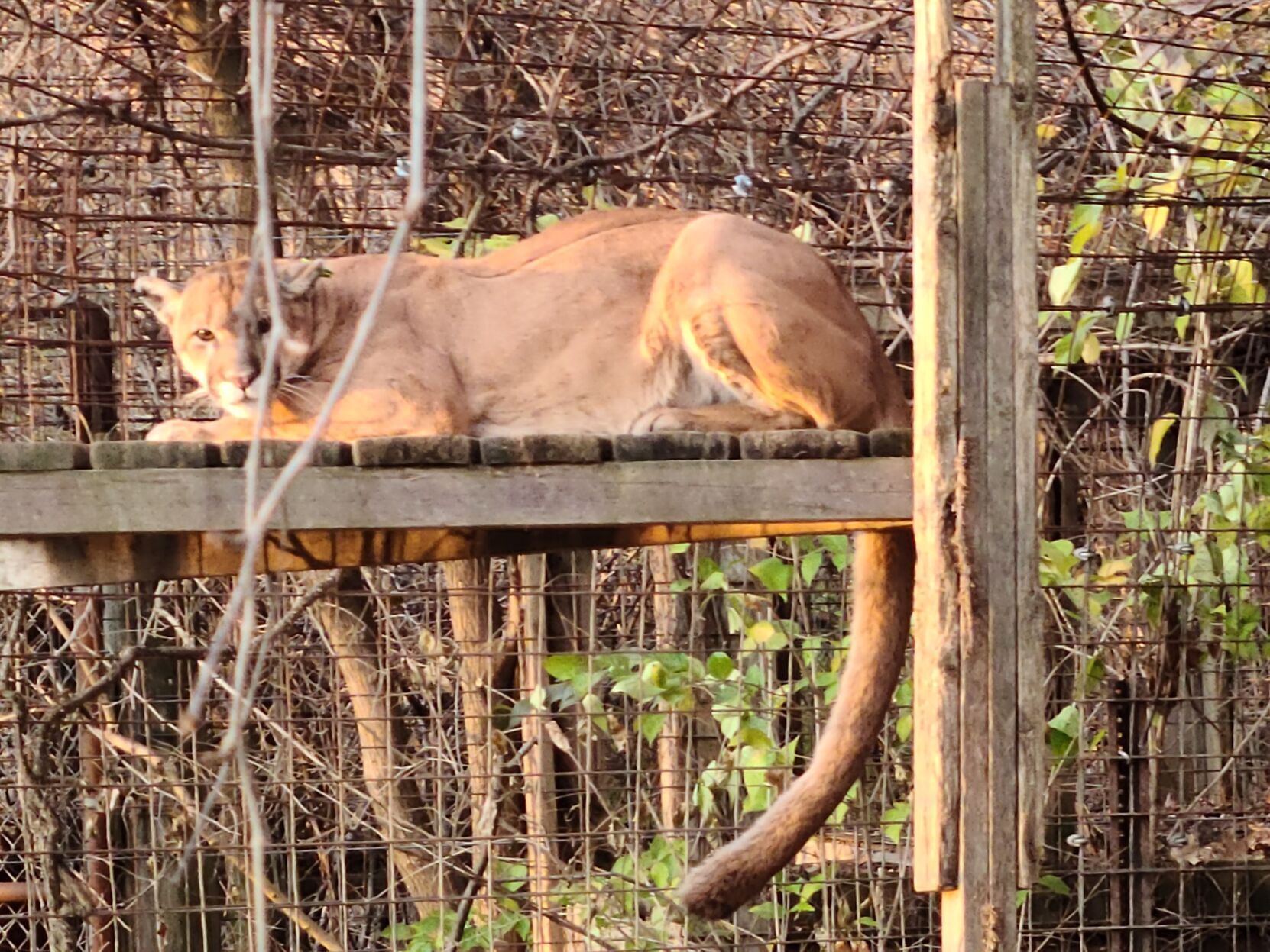 Nebraska Mountain Lion Now Looking For A Name After 700-mile Journey