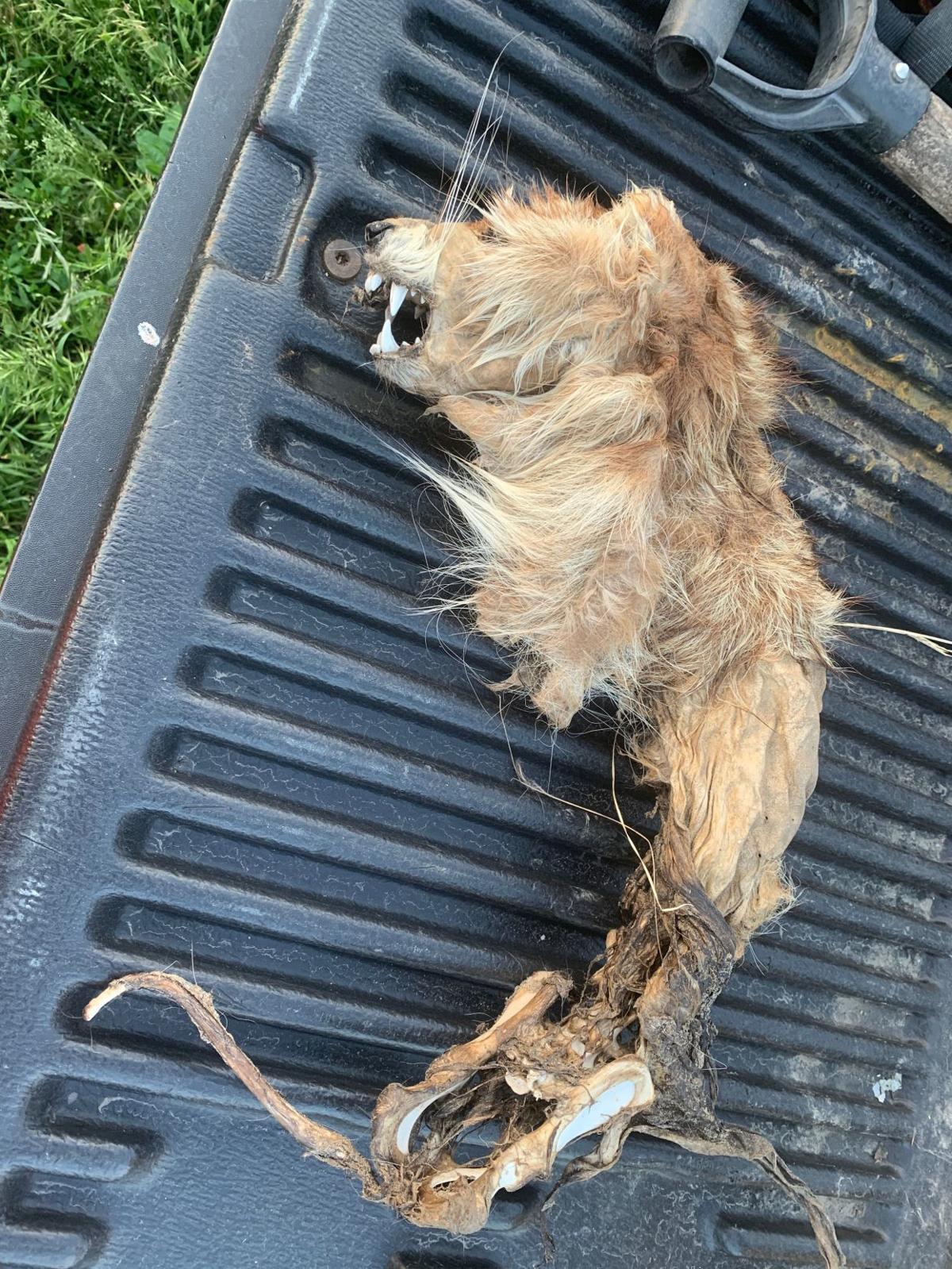 Viral Photo Of Unidentified Dead Animal Confirmed A Raccoon Not Mutant Lion Or Golden Retriever Nebraska News Journalstar Com