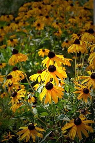 black-eyed Susan
