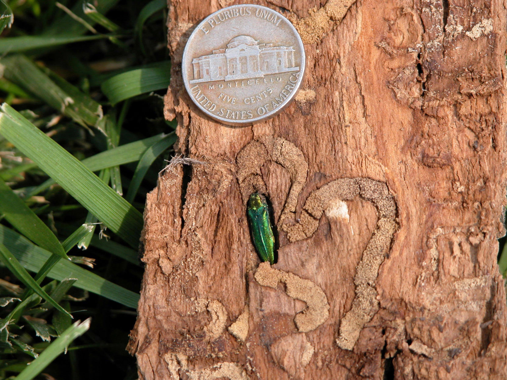 Emerald ash borer found in Nebraska s Saunders County