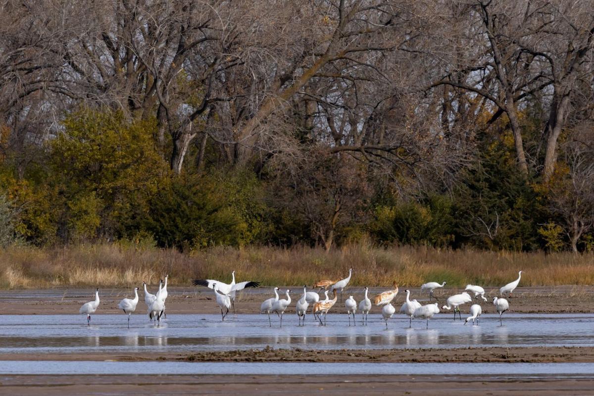 110921-owh-new-whoopingcranes-p4