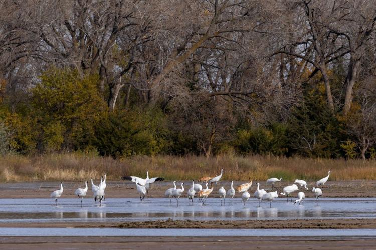 Record number of endangered whooping cranes stop over in central