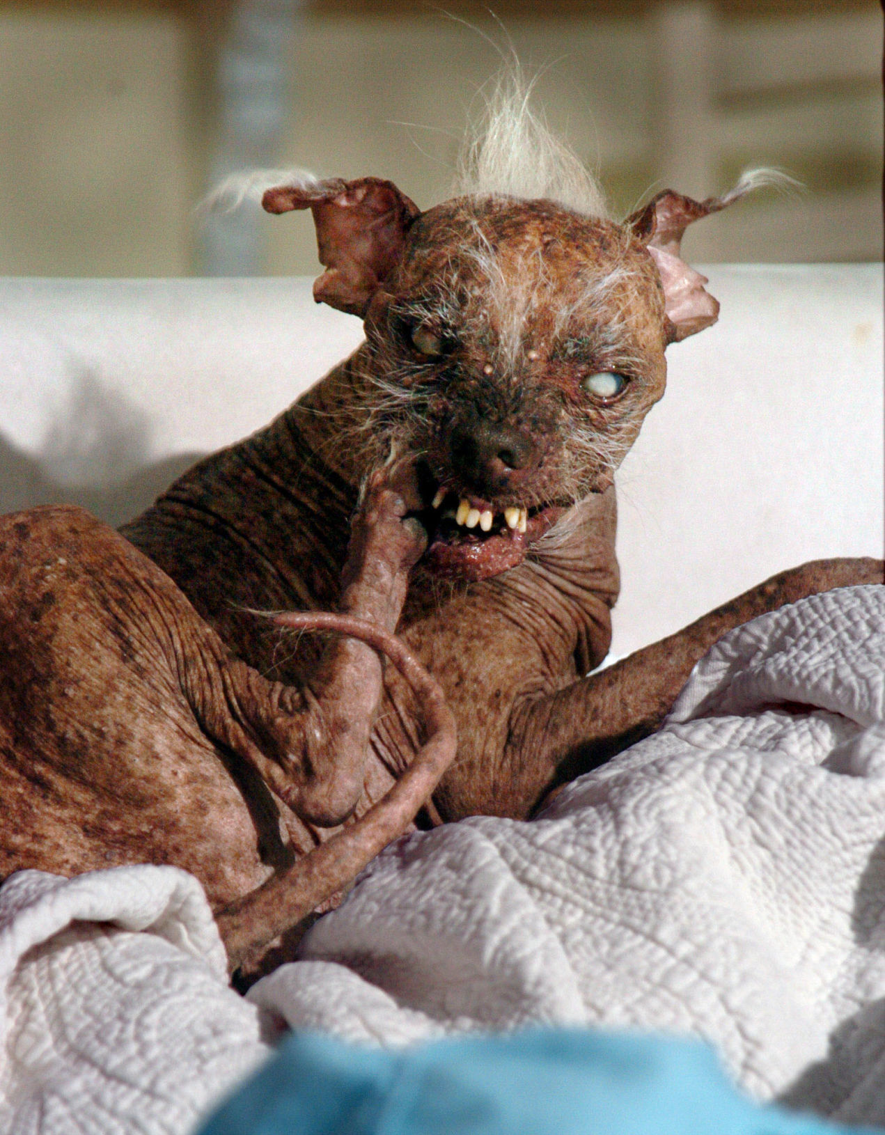 2012 world's ugliest dog