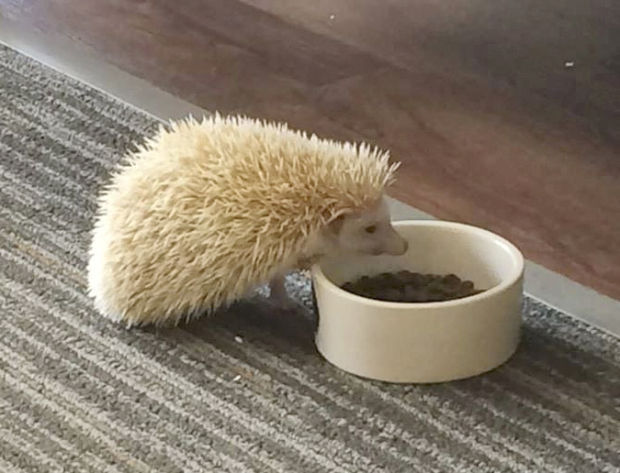 Hedgehog reported stolen from leasing office