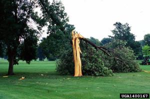 Sarah Browning: Lightning takes toll on trees